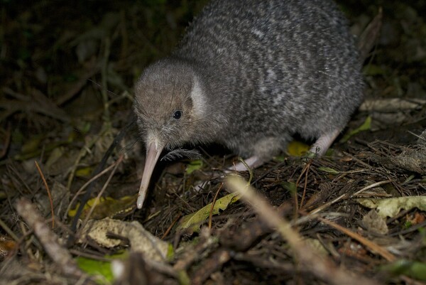 Juvenile little-spotted kiwi