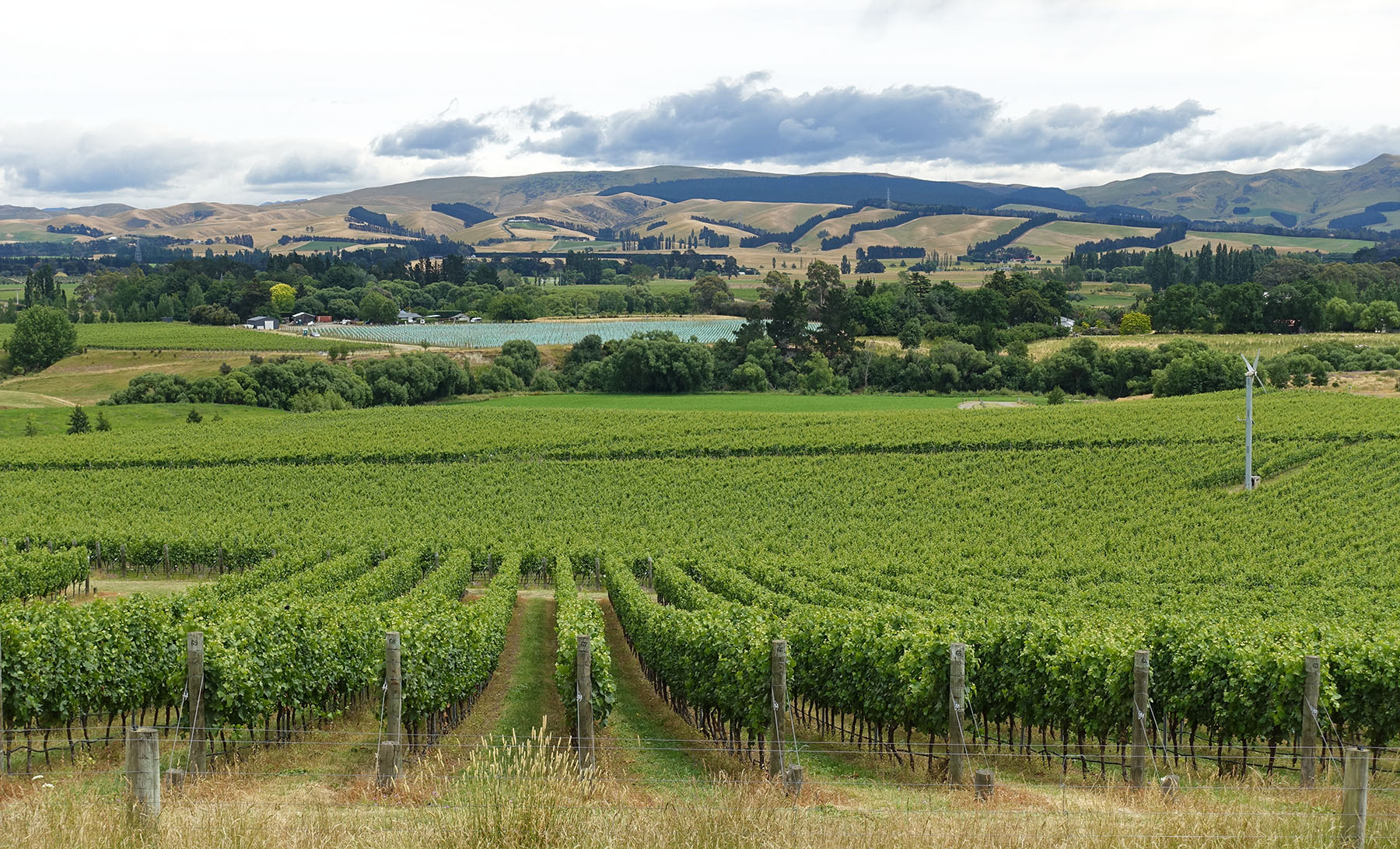 Waipara Vineyard Trail2