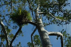 Epiphytes perched on kauri branch