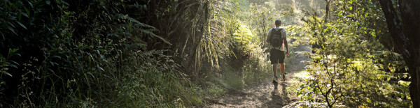 Early morning hike through regenerating forest