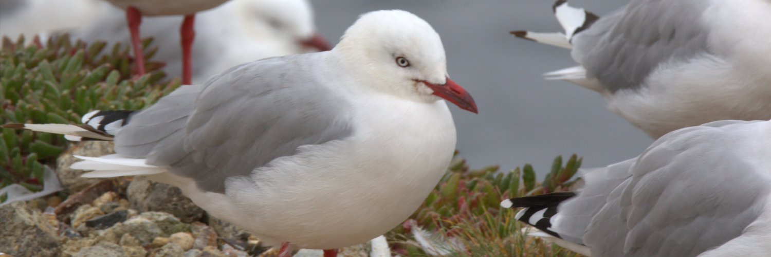 Red billed gull Aramoana Mole