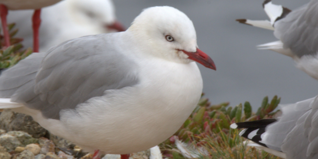 Red billed gull Aramoana Mole