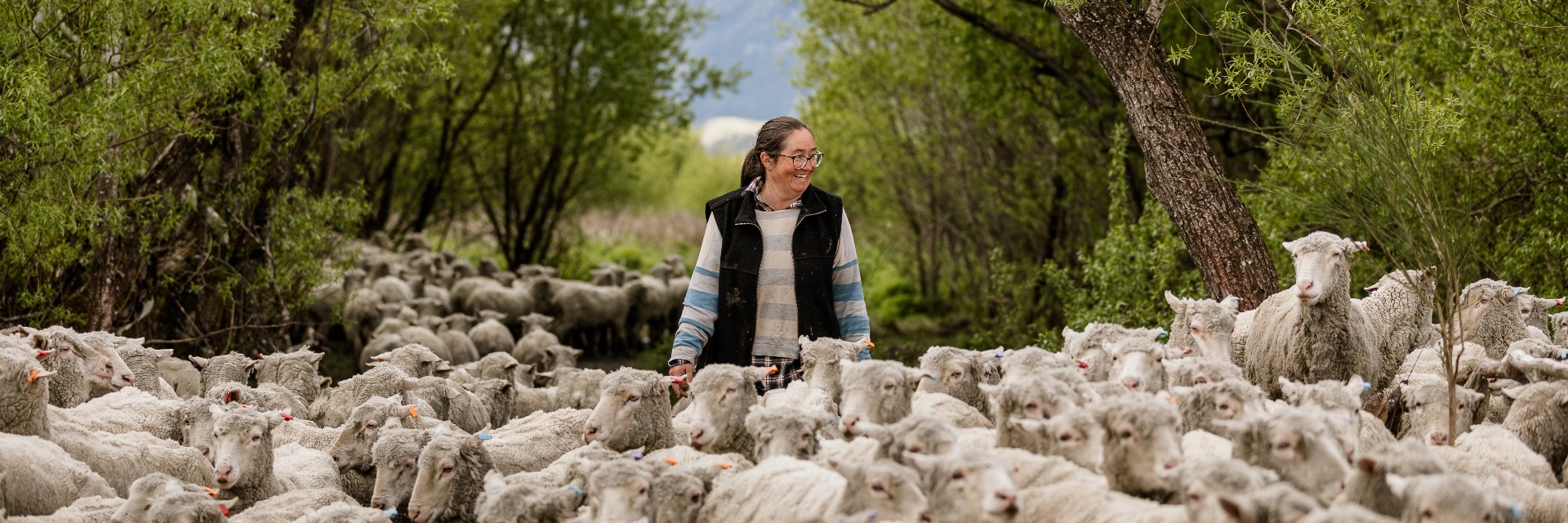 2020 Kate Scott moving ewes Rees Valley Station