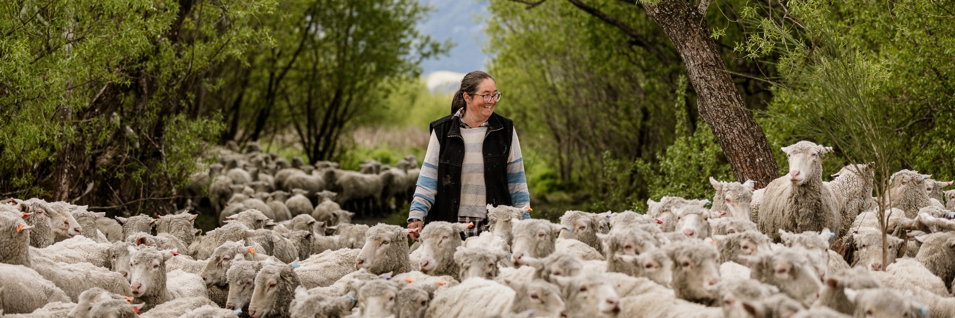 2020 10 9 Kate moving ewes 12 panorama