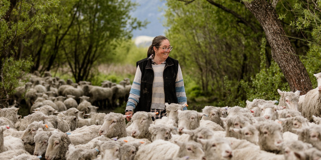 2020 10 9 Kate moving ewes 12 panorama