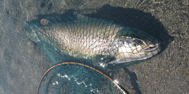 Fly fishing Ruamahunga River trout