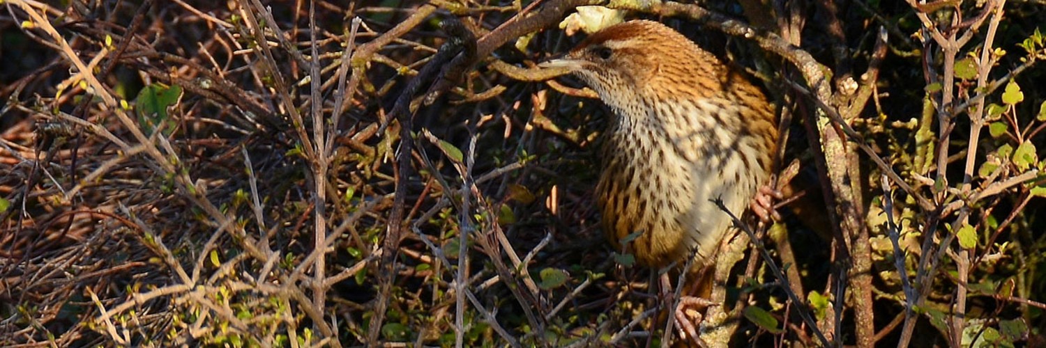 Matata fernbird 1