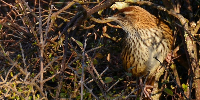 Matata fernbird 1