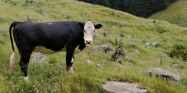 Cow at Whareroa Farm