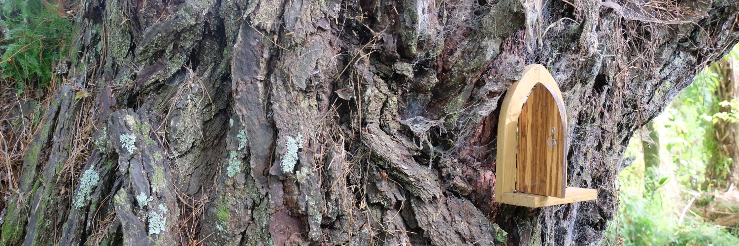 Tree with hidden fairy door in Matakana