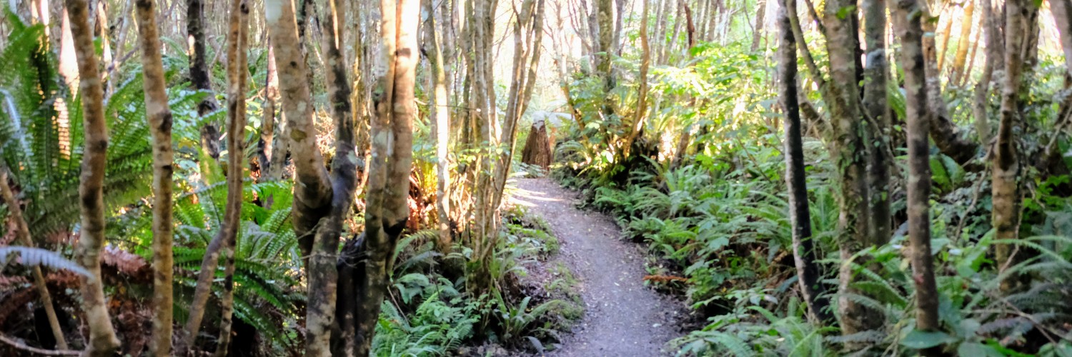 Unidentified bush trail