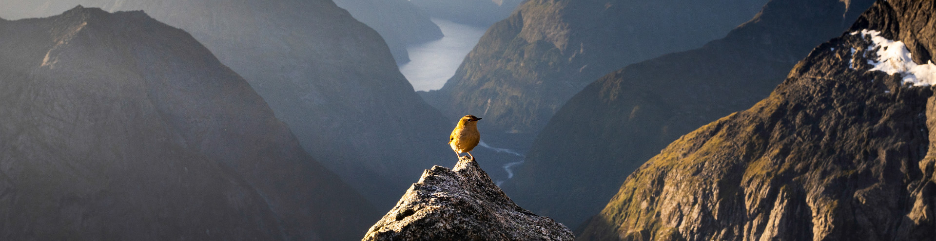 Douglas Thorne Photography Rock Wren 1920