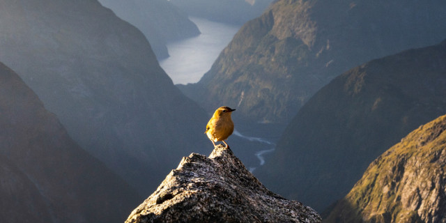 Douglas Thorne Photography Rock Wren 1920