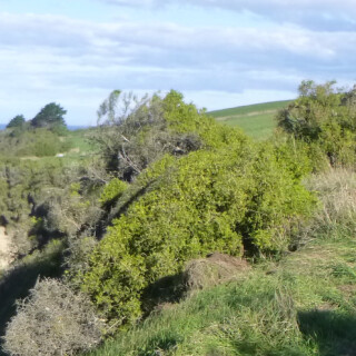 Kakanui Walk banner