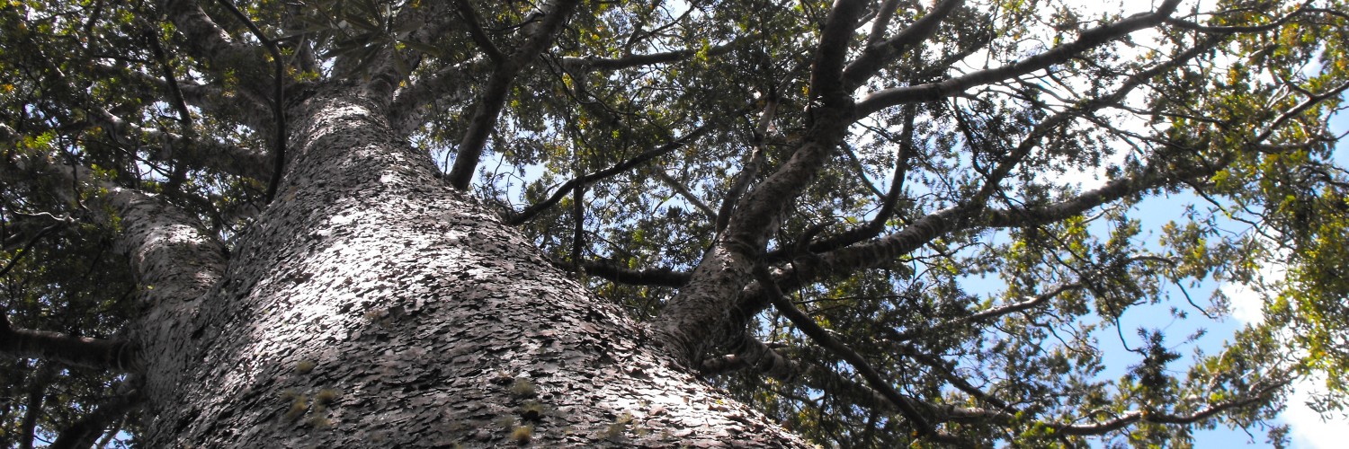 Kauri tree 