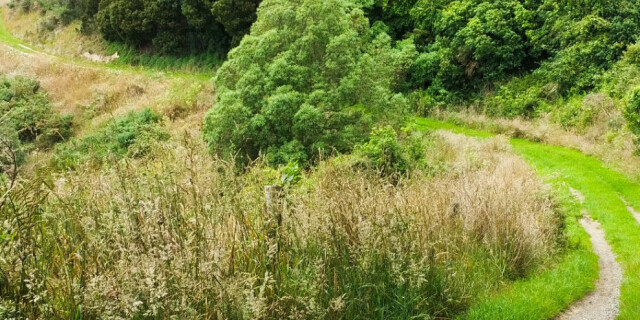 Ko te Ara ā Taane Walkway