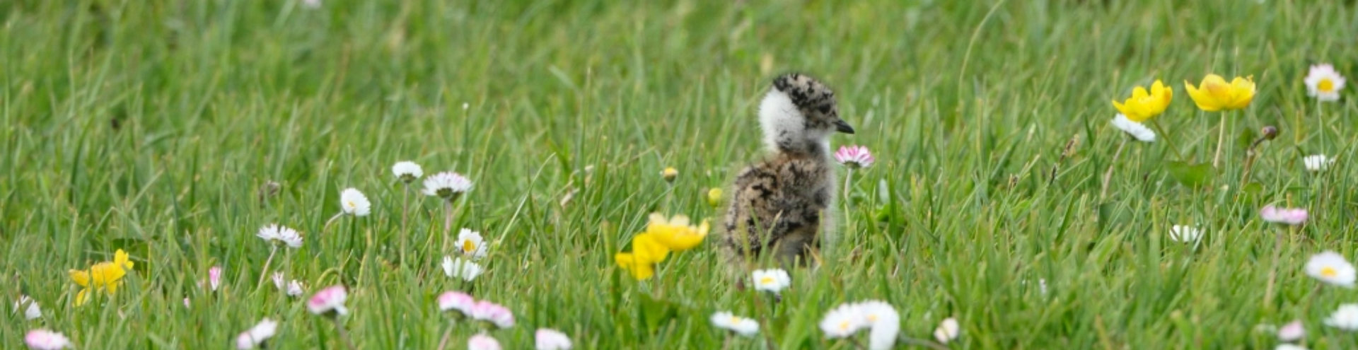Lapwing chick in Scotland