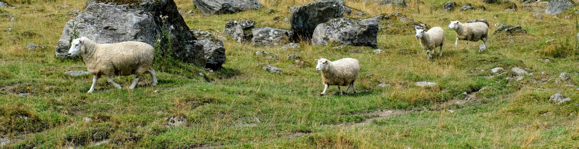 Mt Aspiring Sheep
