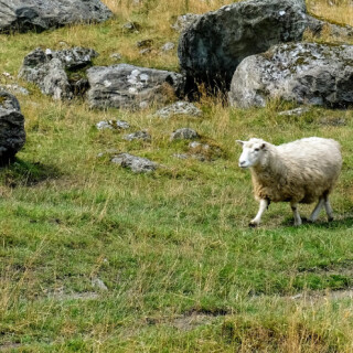 Mt Aspiring Sheep