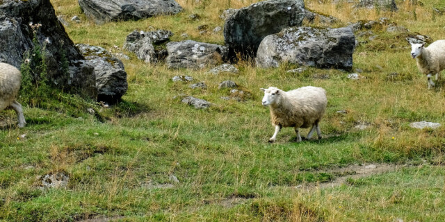 Mt Aspiring Sheep