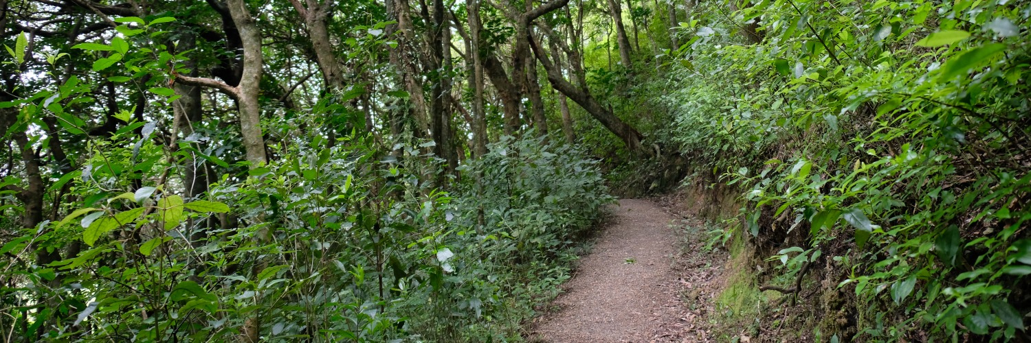 Whareora Forest Kapiti Coast