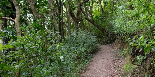 Whareora Forest Kapiti Coast