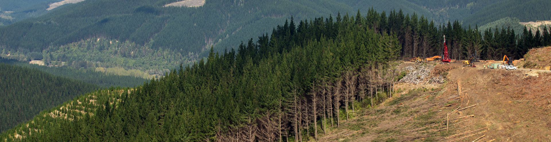 OneFortyOne forest being harvested