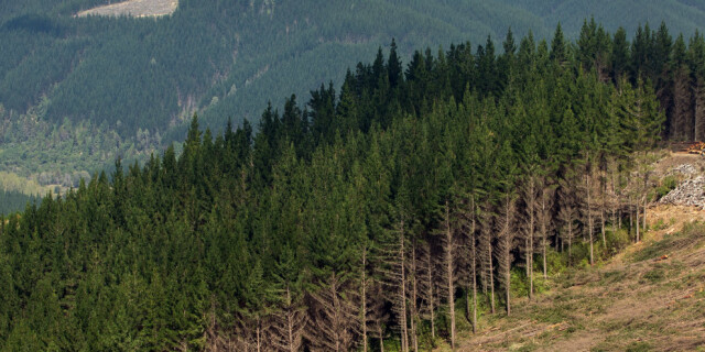 OneFortyOne forest being harvested