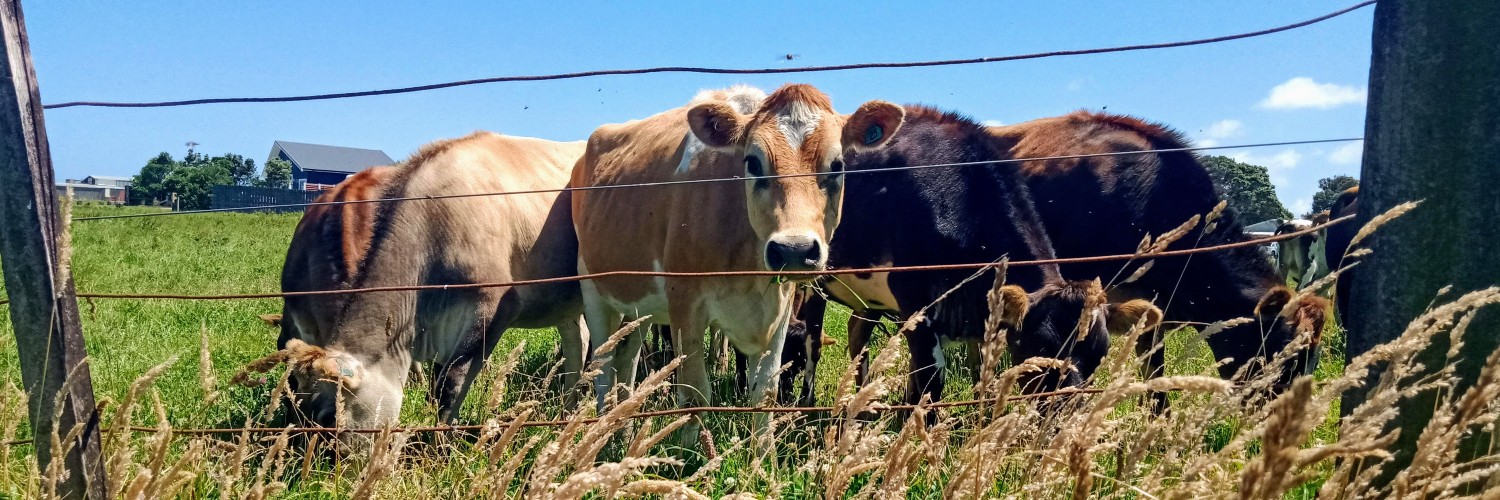 Opunake Walkway cow in paddock