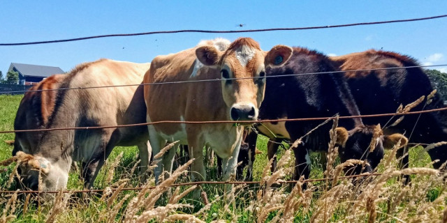 Opunake Walkway cow in paddock