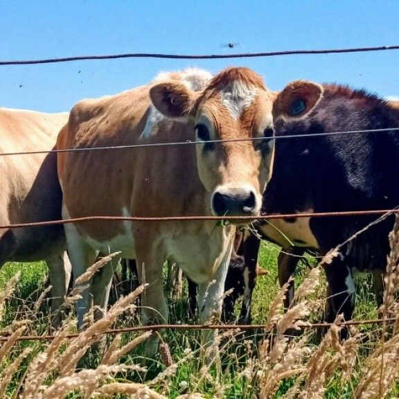 Opunake Walkway cow in paddock