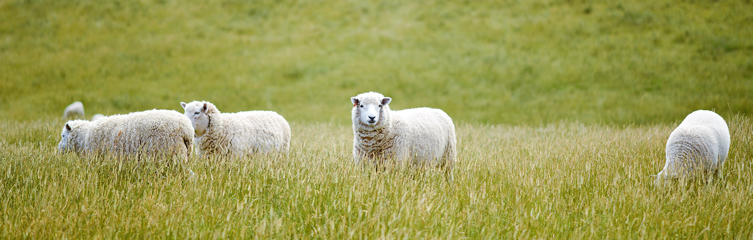 sheep farm