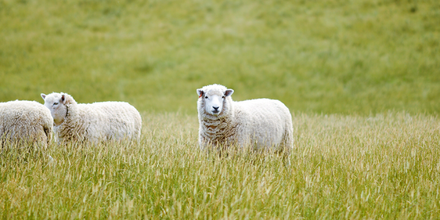 sheep farm