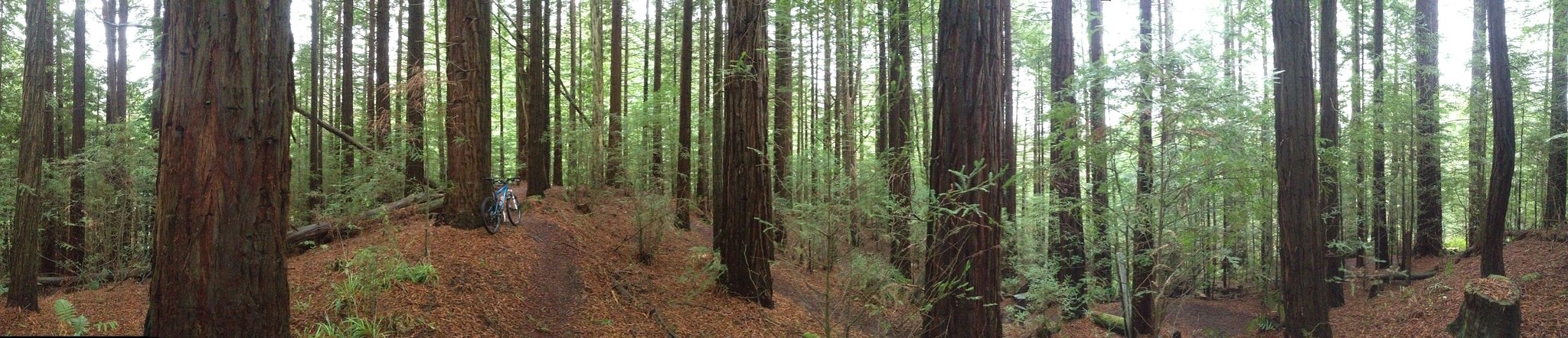 Whakarewarewa Mountain Bike Forest