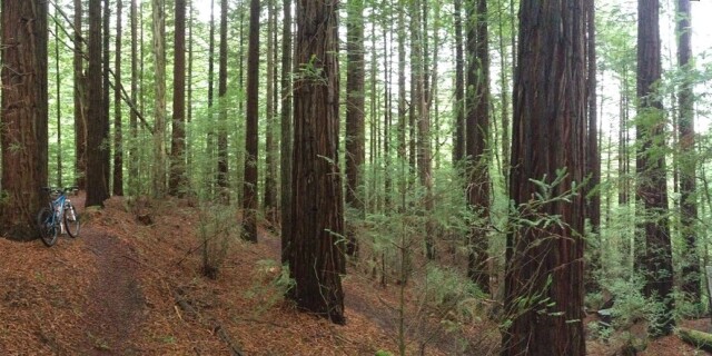 Whakarewarewa Mountain Bike Forest