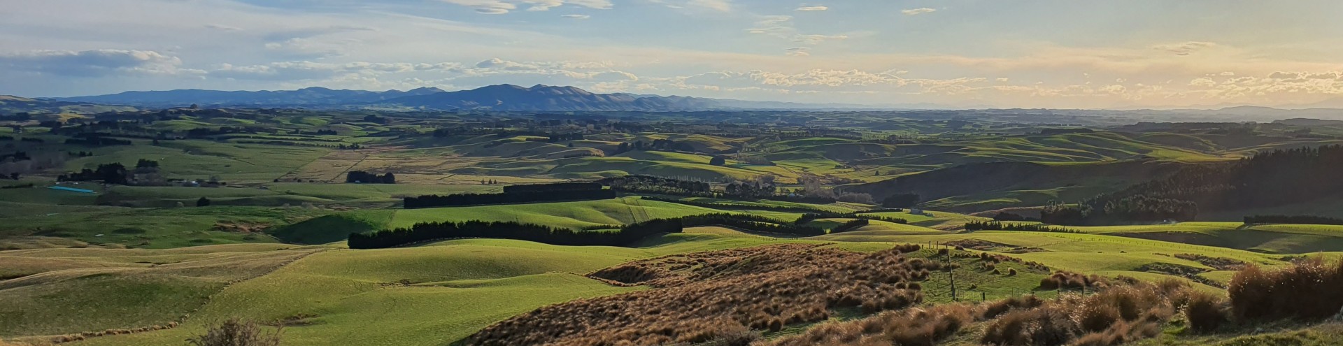 Sheep Farm in Gore