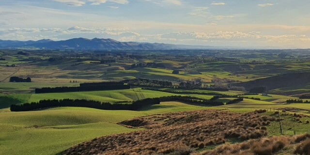 Sheep Farm in Gore