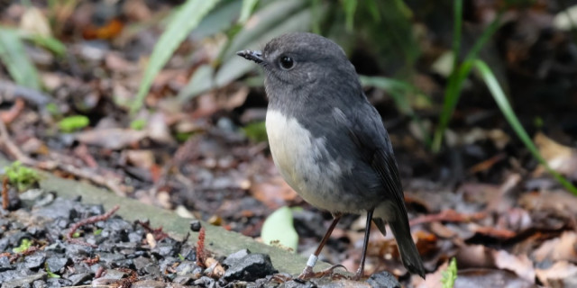Stewart Island robin