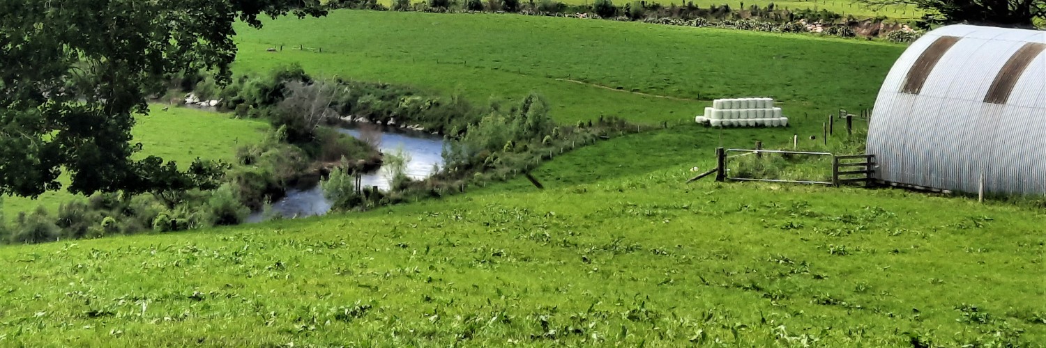 Waikato riparian planting