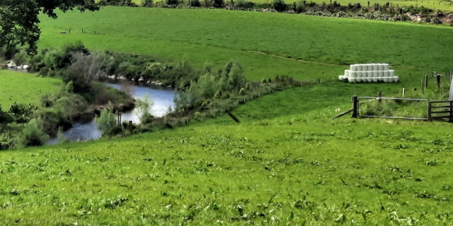 Waikato riparian planting