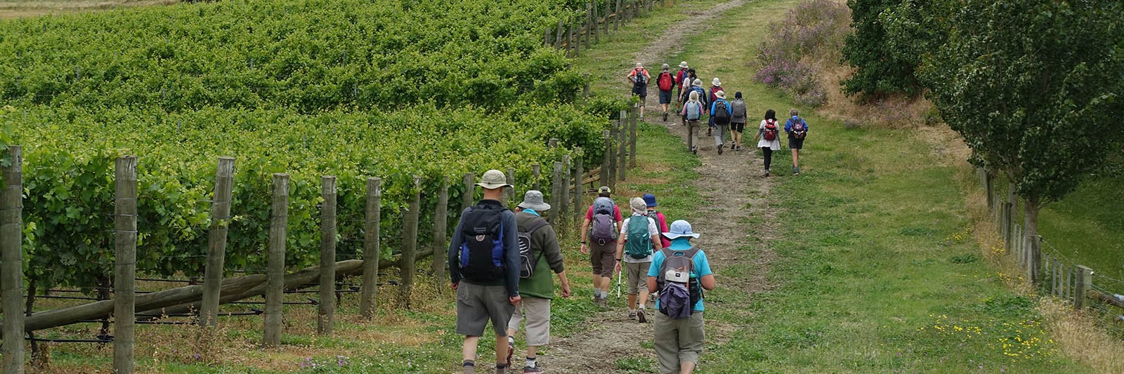 Waipara Vineyard Trail hero