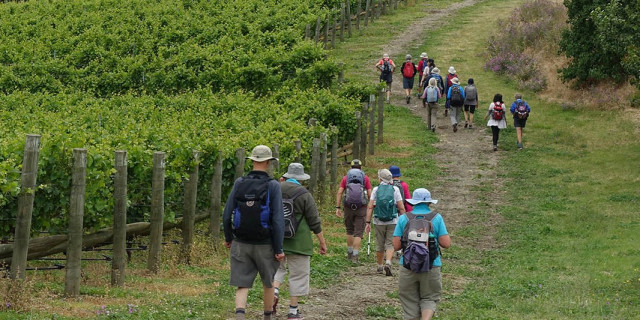 Waipara Vineyard Trail hero