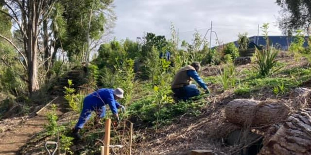 Wairoa Stream Track v2