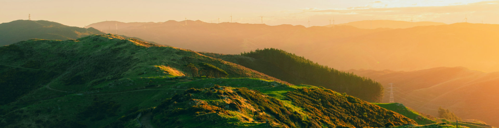Wellington sunset