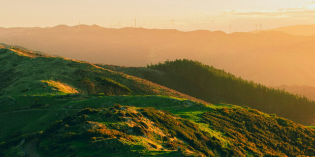 Wellington sunset