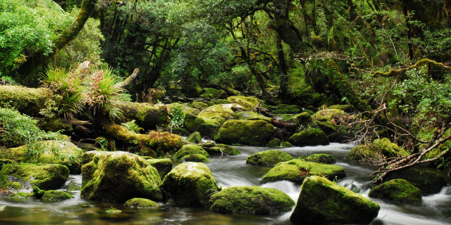 Te Urewera National Park