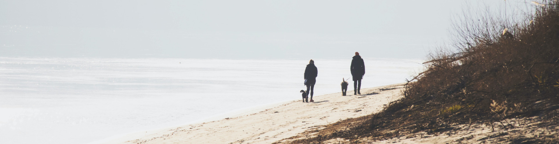 dog walk on beach