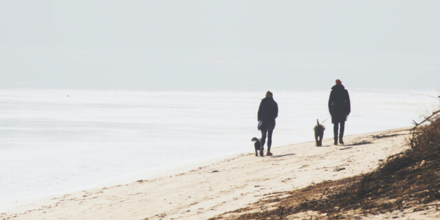 dog walk on beach
