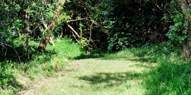 grass and bush reserve