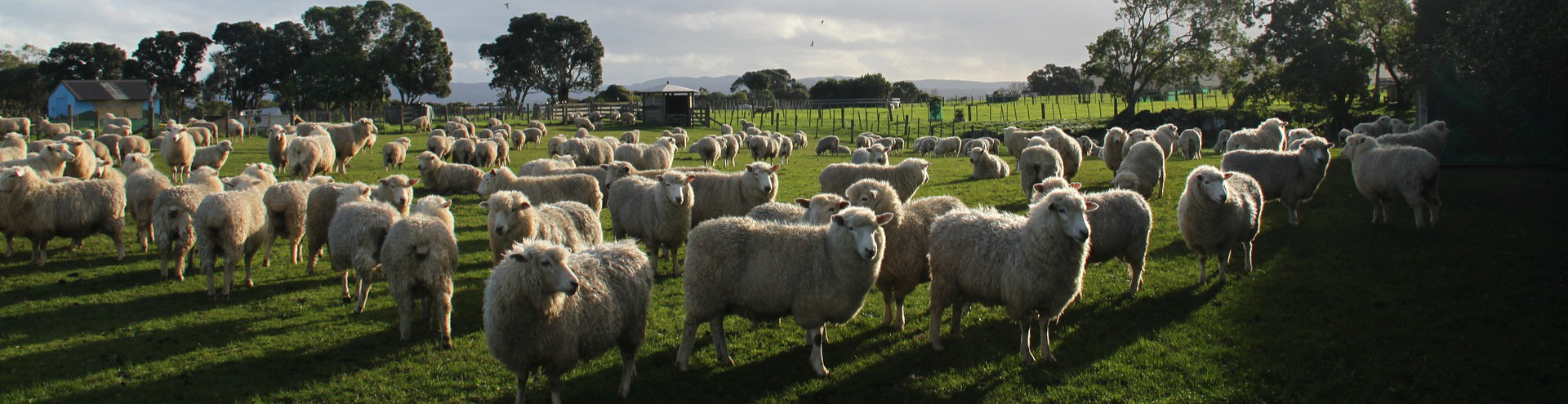 sheeps 1761921 1920